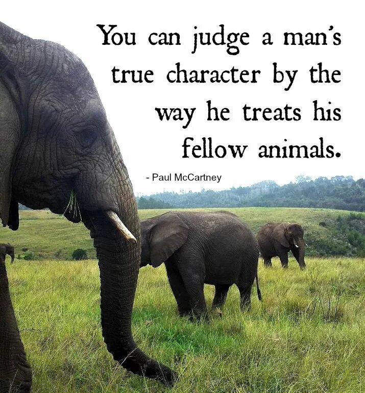 Save animals