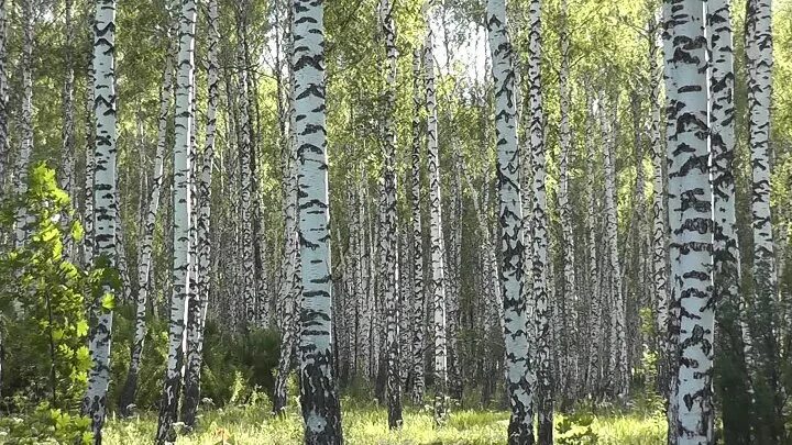 Ак каеннар. Каеннар. каеннарым. каеннары.