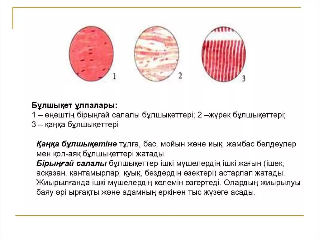 Бұлшық ет презентация. Биология ұлпалар тұрлері. Формы мышц. Булшыкети. Бұлшық ет ұлпаларының жіңішке филаменті.