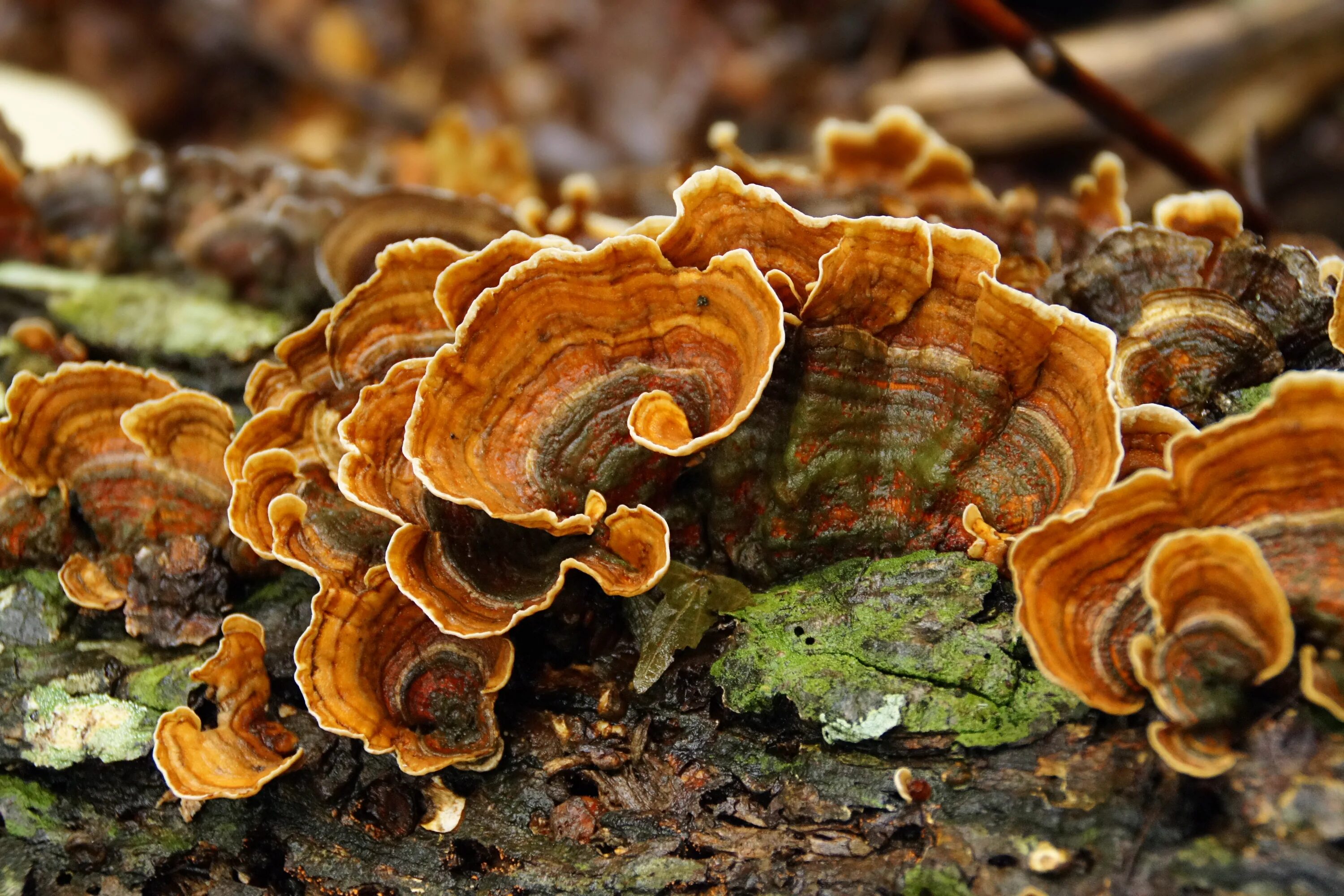 Траметес разноцветный (trametes versicolor). Траметес разноцветный порошок. Трутовик разноцветный – trametes versicolor. Трутовик траметес. Траметес гриб полезные свойства.