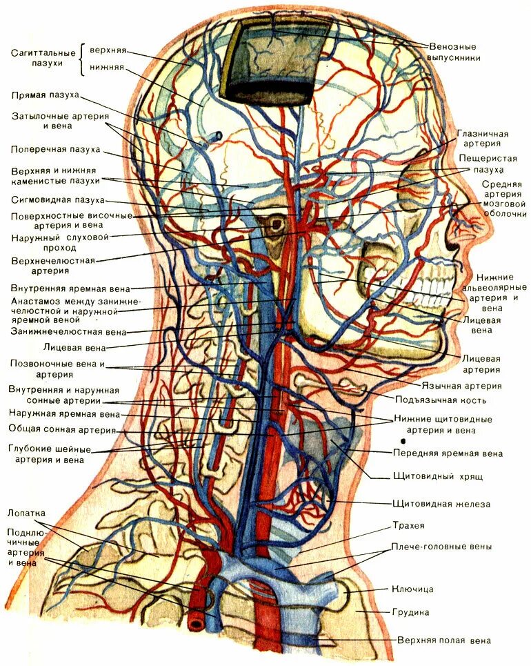 Яремная артерия где находится. Артериальная система человека анатомия артерии головы и шеи. Артерии и вены головы и шеи анатомия. Кровеносная система головного мозга человека схема. Артерии и вены головы и шеи схема.