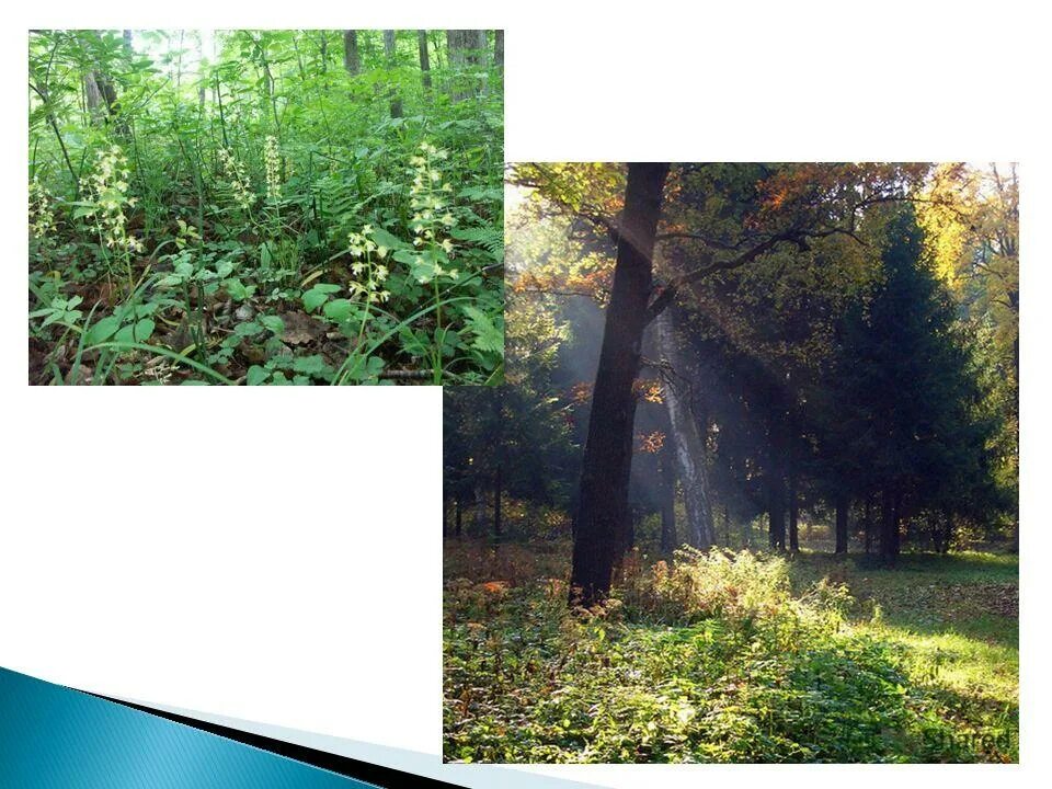 смешанные леса степи. природные зоны россии карта 4кл. карта природных зон россии 4. географическая карта россии с природными зонами. географическая карта россии с природными зонами 4 класс.