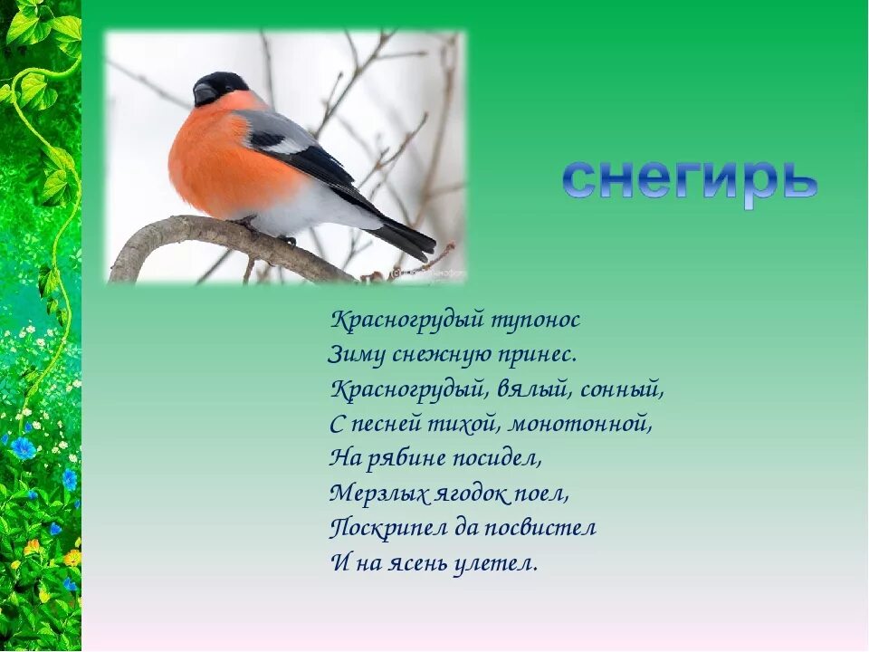 Загадки про птиц 4 лет. Загадки про птиц. Загадки про птиц для детей. Загадки про птиц для дошкольников. Маленькие загадки про птиц.