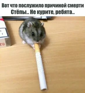Можно заработать на хомяке в телеграмме