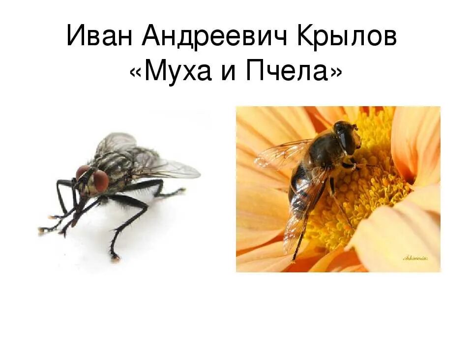 Муха и пчела михалков. Муха и пчела басня. Муха и пчела. Рассказ пчелы и муха. Ушинский "пчела и мухи".