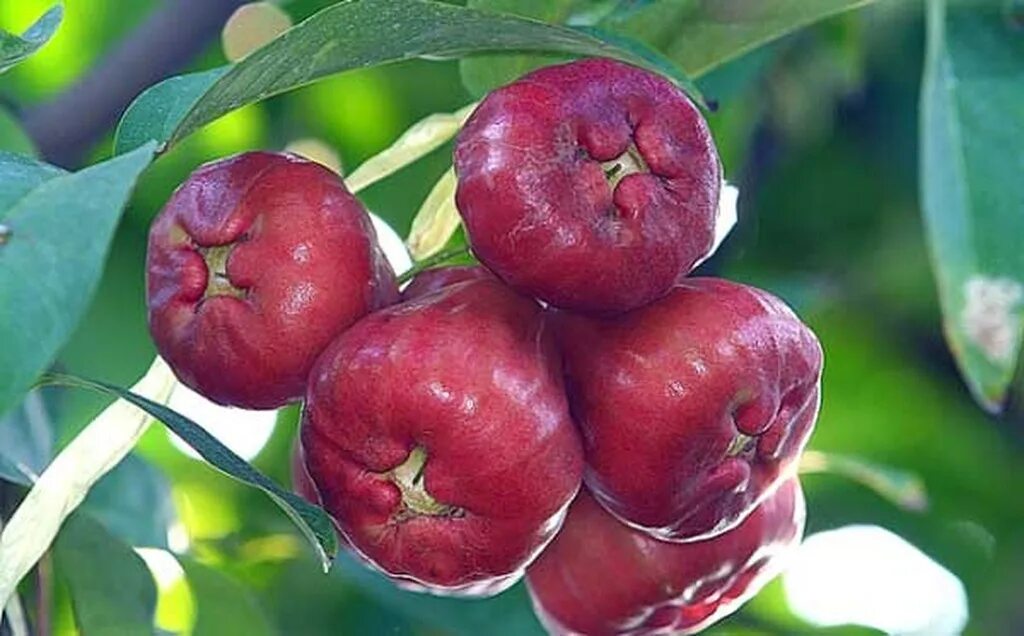 Ямбоза малайское яблоко. Необычные сорта яблонь. Необычные яблоки. Экзотические сорта яблок. Сладкие сорта плодов