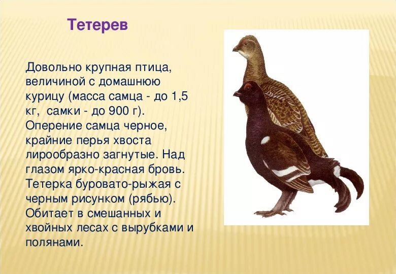 Характеристика птиц леса. Тетерка. тетёрка птица. тетёрка птица самка. лесная курица птица.