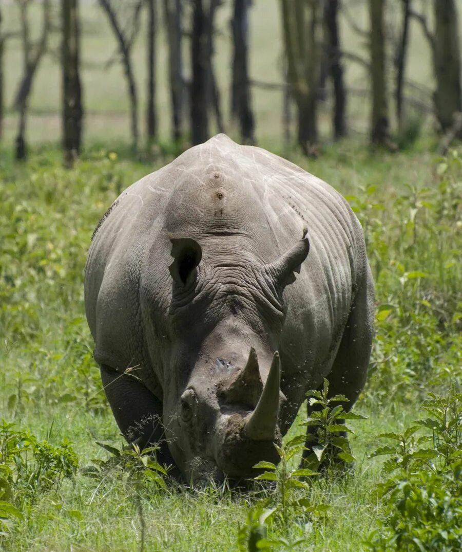 Heaviest animal. Белый носорог вымер. Северный белый носорог вымер. Белый носорог в Африке. Последний белый носорог.