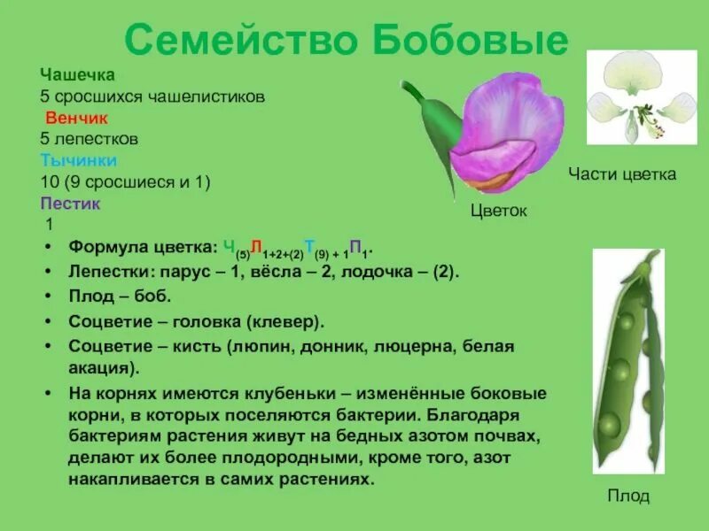Какой стебель у гороха