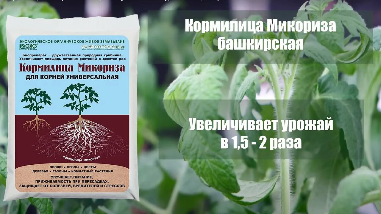 Микориза для томатов и перцев. Кормилица микориза. микориза башинком. микориза для томатов.