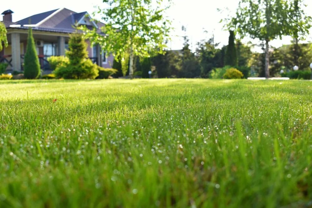Газон москва. Газоны парковые обыкновенные. Озелененная городская улица воронеж. Зеленый парк. Зеленый двор.