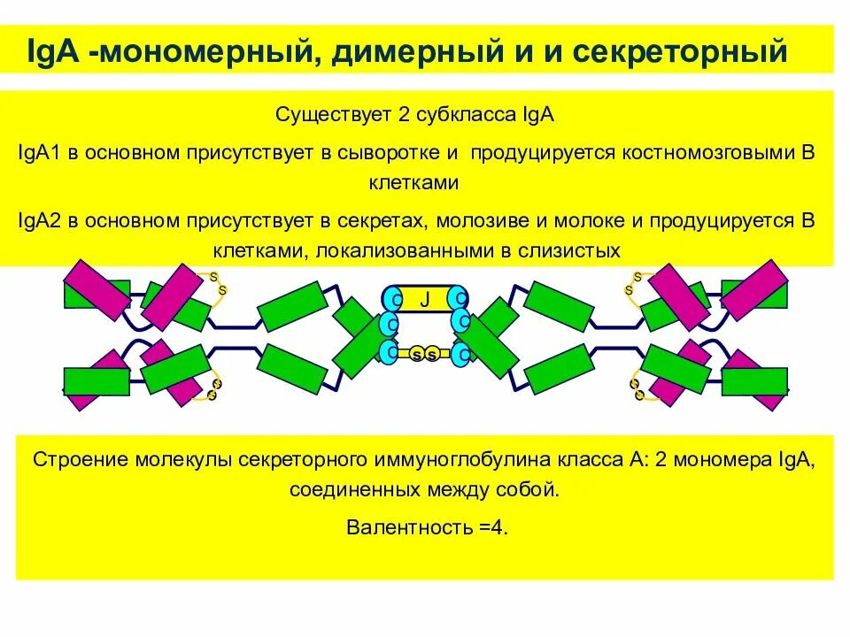 Секреторный иммуноглобулин а. Секреторный иммунный ответ. Iga1 и iga 2 сывороточный и секреторный. Мономерные звенья белков. Мономерные и олигомерные белки.