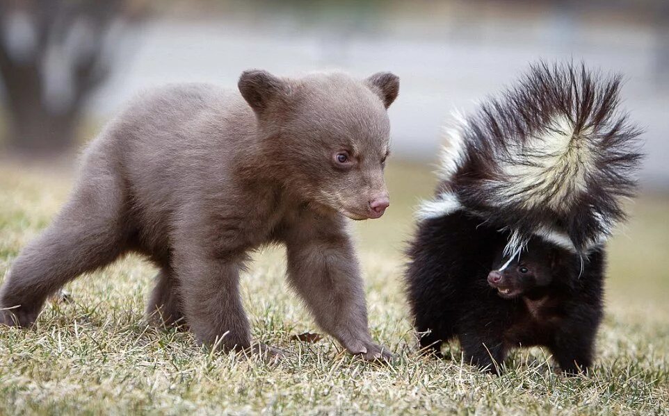 маленькие медвежата очень забавны. медвежонок. медведи маленькие медвежата очень забавны. большой и маленький медведь. медвежонок.