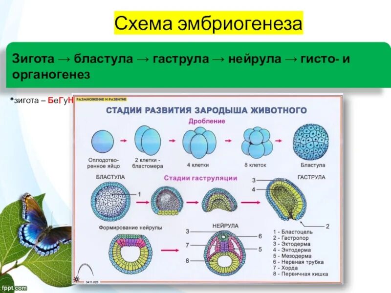 Образование хорды формирование двухслойного