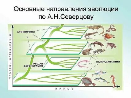Главные направления эволюции биология