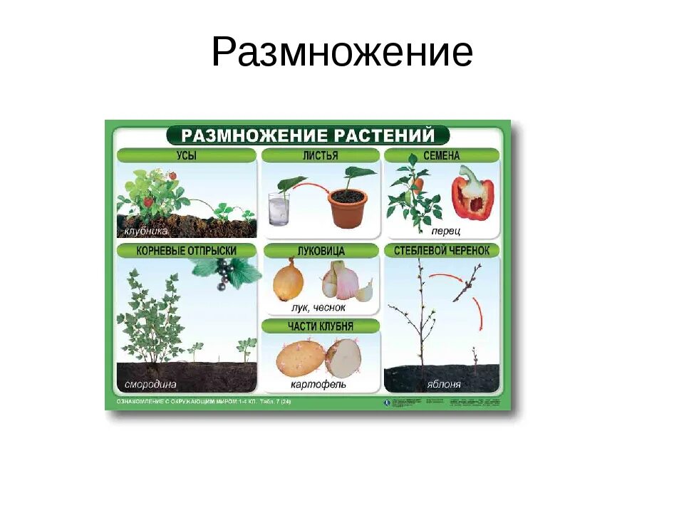 Биология размножение растений. Способы размножения растений. Размножение растений 6 класс. Размножение растений схема.