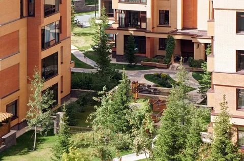 Кедр новосибирск