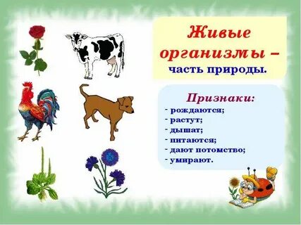 Культурные растения домашние животные