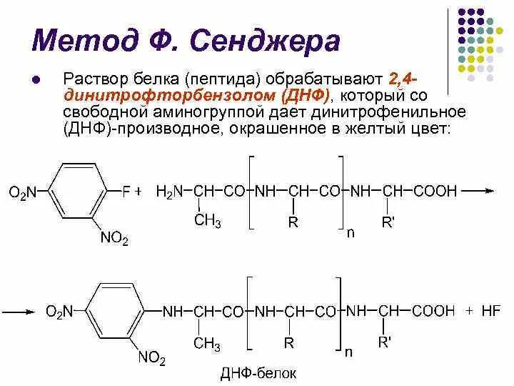 Определить первичную структуру синтезируемого белка