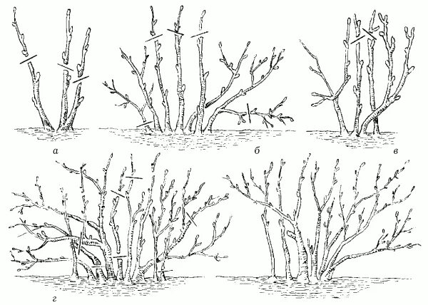 Как подрезать смородину весной. Схема обрезки смородины весной. Обрезка смородины осенью. Схема обрезки крыжовника осенью. Обрезка смородины весной схема.