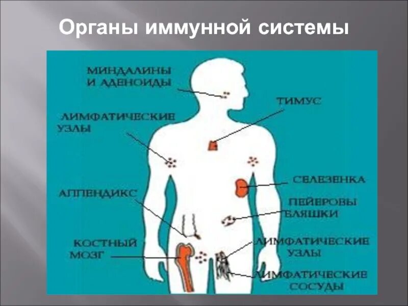 Линии иммунной защиты. Органы иммунной системы. Периферические органы иммунной системы человека. Центральные органы иммунной системы человека. Иммунный центр