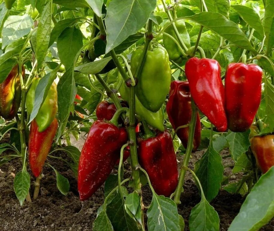 Семена Перец Красный шоколад, Сибирский сад, 15 штук, 1 пакет (красный) - купить
