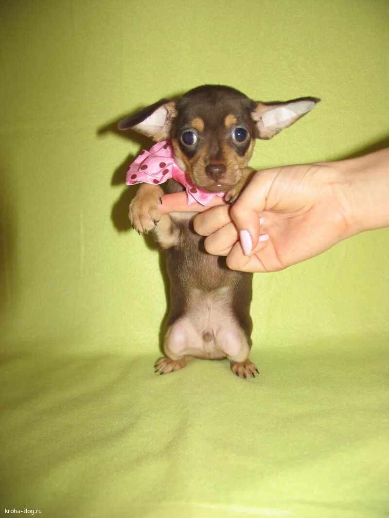 Мини той терьер кудрявый. Найден той терьера краснодар в пашковке в красном свитере. Щенок той терьера 4 месяца. Мини той терьер краснодар. Русский той терьер щенок 3 месяца.