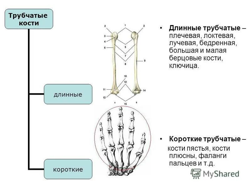 Трубчатые кости лучевая