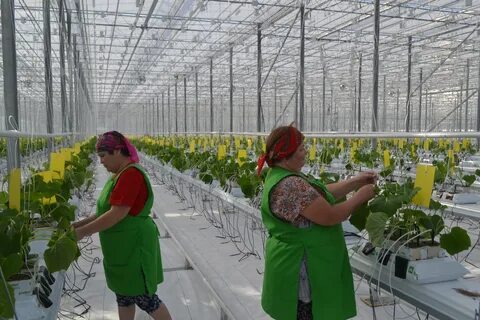 Работа в теплицах отзывы