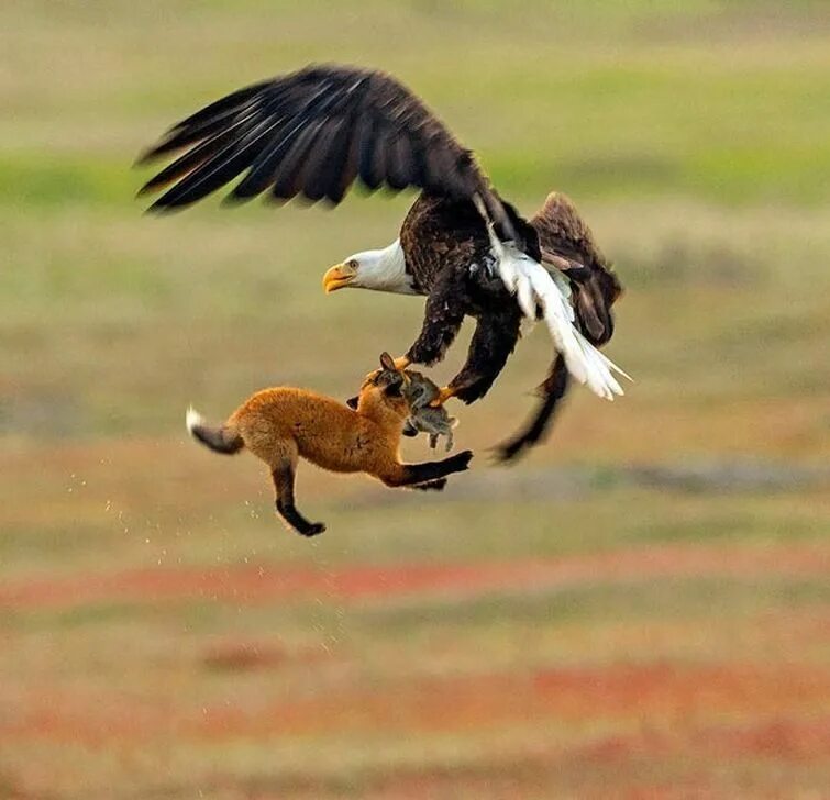 Орел охотится. Птица с добычей. Конкуренция животных. Конкуренция в природе.