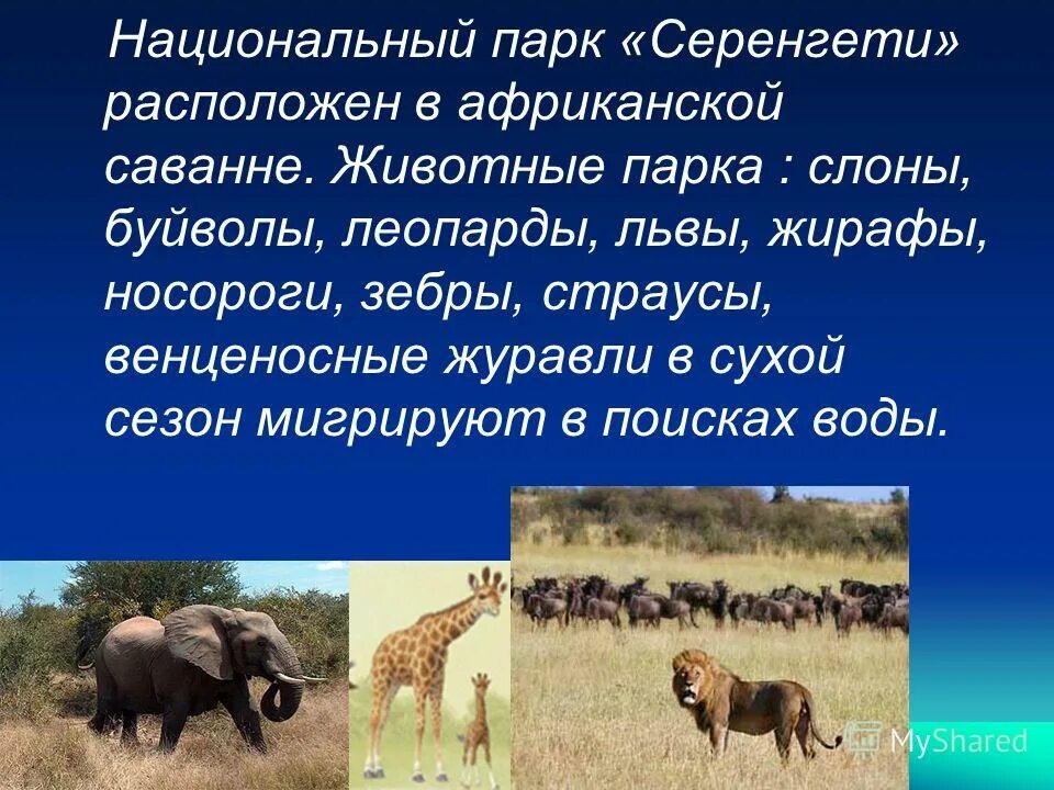 приспособление животных в саванне. крупнейшие травоядные животные саванны. саванна формы приспособления животных и растений. сообщение о животных саванны. приспособление животных в саванне.