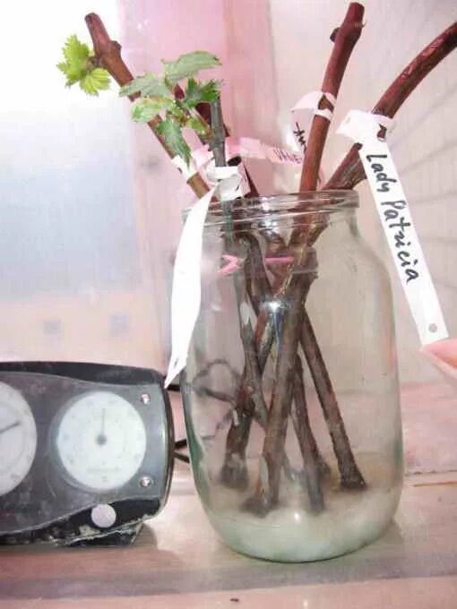 укоренение черенков винограда в воде. проращивание черенков винограда в воде. проращивание черенков винограда в воде. лоза винограда для корнеобразования. проращивание черенков винограда.