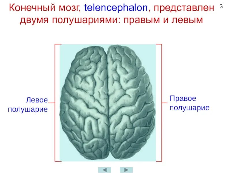 Полушария конечного мозга. Конечный мозг состоит из двух полушарий. Конечный мозг полушария полушария. Полушарие большого мозга(конечный мозг) функции. Левое полушарие доли