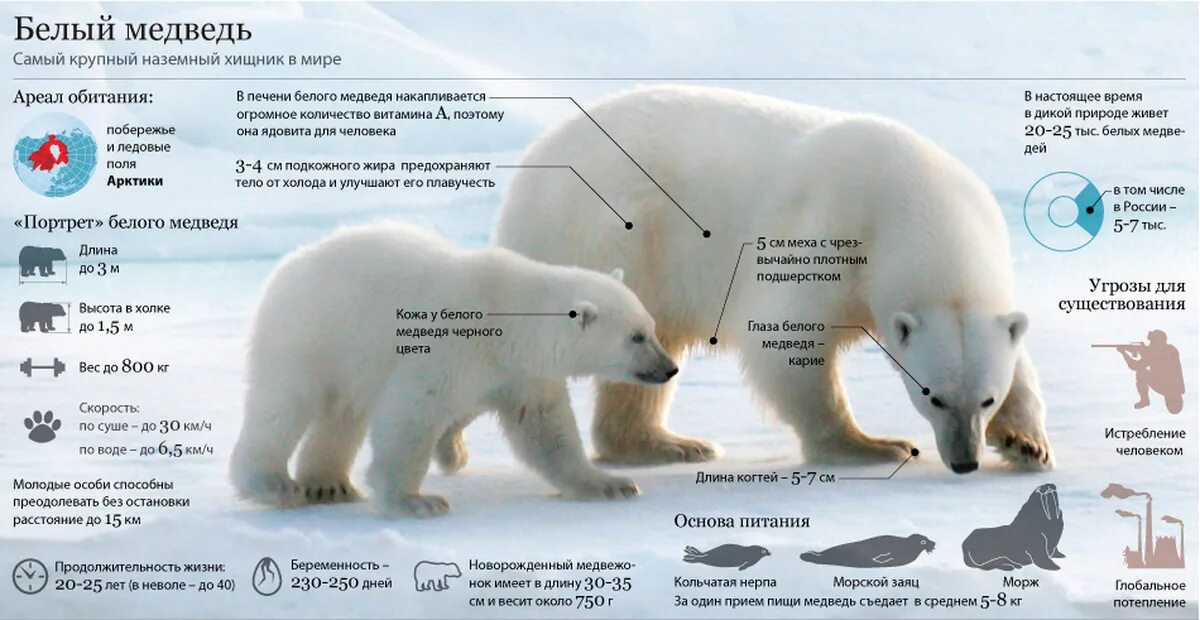 Жизненный цикл белого медведя. Ареал обитания белого медведя Арктика. Медведь масса тела белого медведя. Белый медведь инфографика. Скорость белого медведя при беге