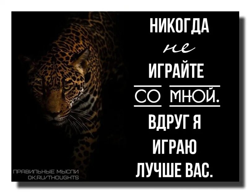 Статус играй. Тигр цитаты. статус про тигра. тигр цитаты со смыслом. афоризмы с картинкой тигр.