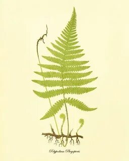 Fern art
