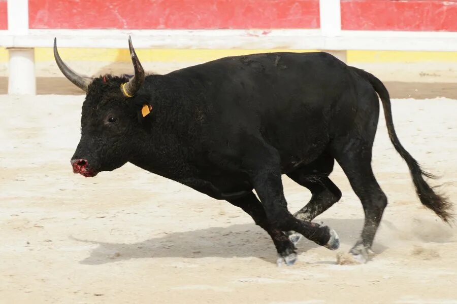 Бык черный с белыми пятнами египет. Красивый бык. Black bull черкесск. Корова. Голова быка.