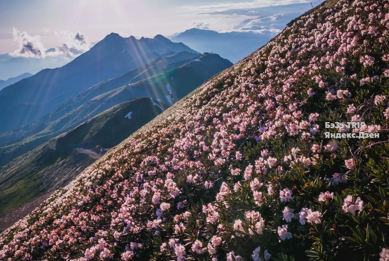 пики весны. рододендрон красная поляна. карпаты долина крокусов. пики весны. крокусы карпаты.