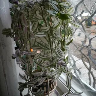 Традесканция клетка
