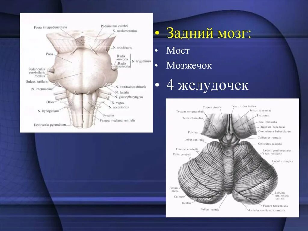 4 Желудочек мозжечка. Мост мозжечок четвертый желудочек. Задний мозг 4 желудочек. Задний мозг анатомия. Задний мозг полость