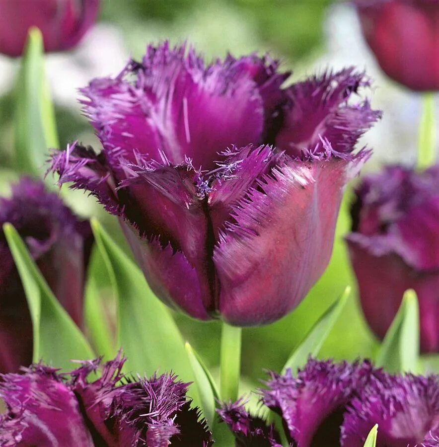 Бахромчатые тюльпаны. Тюльпан бахромчатый пасифик перл. Тюльпан даллас (бахромчатый). Тюльпан махровый бахромчатый куинсленд. Тюльпан barbados.