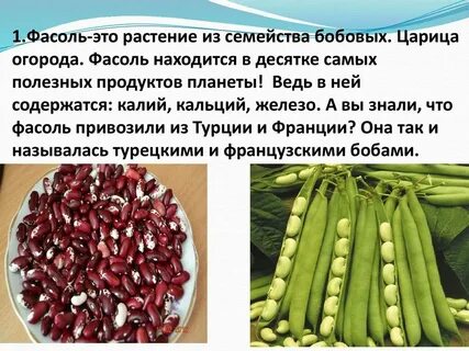 Польза и вред фасоли для организма человека