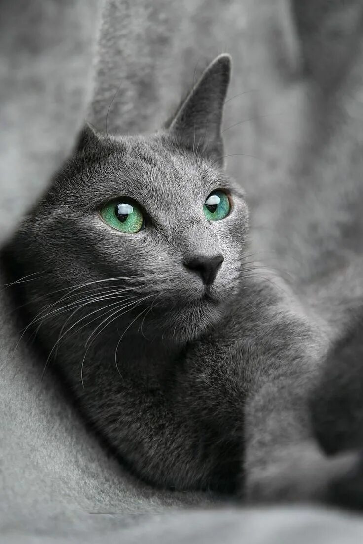 Порода серой кошки с серыми глазами. Картезианская кошка британец. Корат шартрез Картезианская кошка. Серая кошка порода Корат. Русская голубая кошка короткошерстная серая.
