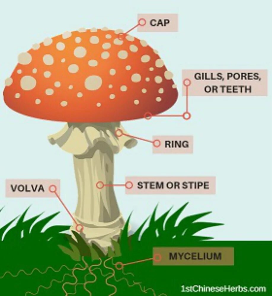 Mushroom Parts. Mushroom structure. Вокабуляр грибы. Mashroom Parts. Mushroom глагол