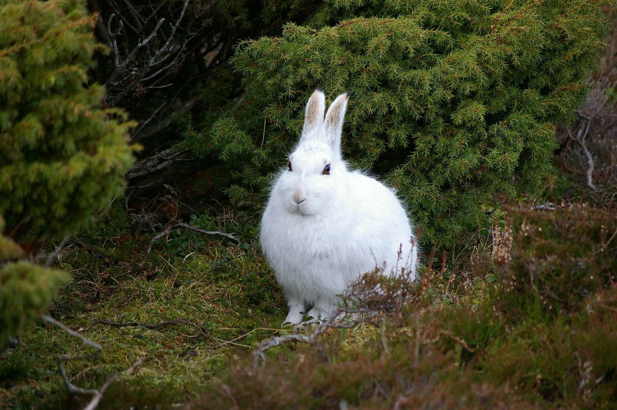 Заяц беляк красная книга донбасса. Заяц беляк в тайге. Баргузинский заповедник заяц беляк. Заяц беляк красная книга. Заяц русак рассказ.