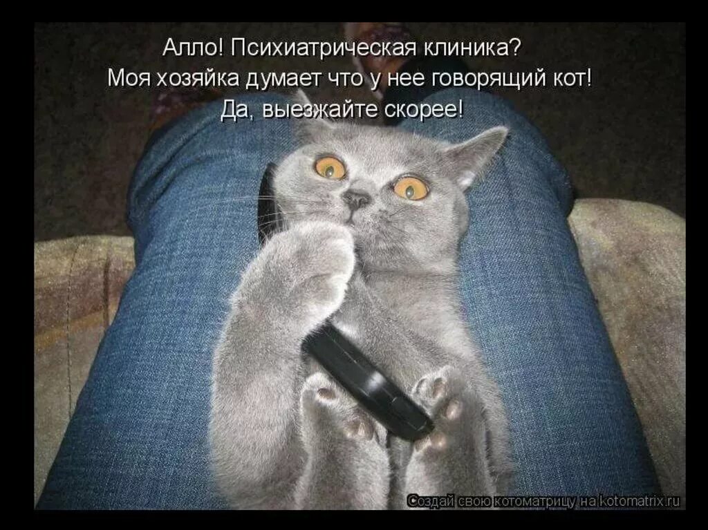 Кот говорит алло. Анекдоты про котов. Анекдот про кота. Анекдоты про кошек в картинках. Анекдоты про котов смешные.