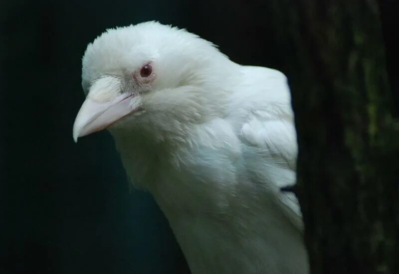 White Raven (?) White raven, Raven pictures, Crow art