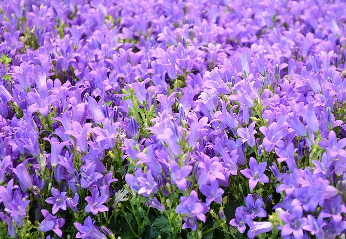 Колокольчик раскидистый (Campanula patula L.