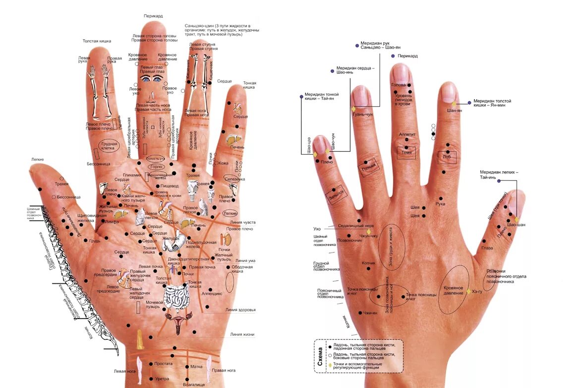 Точки на пальцах что значат. Акупунктурные точки на ладони массаж ладони. Биологически активные точки - точки акупунктуры. Су Джок акупунктура меридианы. Шиацу массаж точки воздействия.