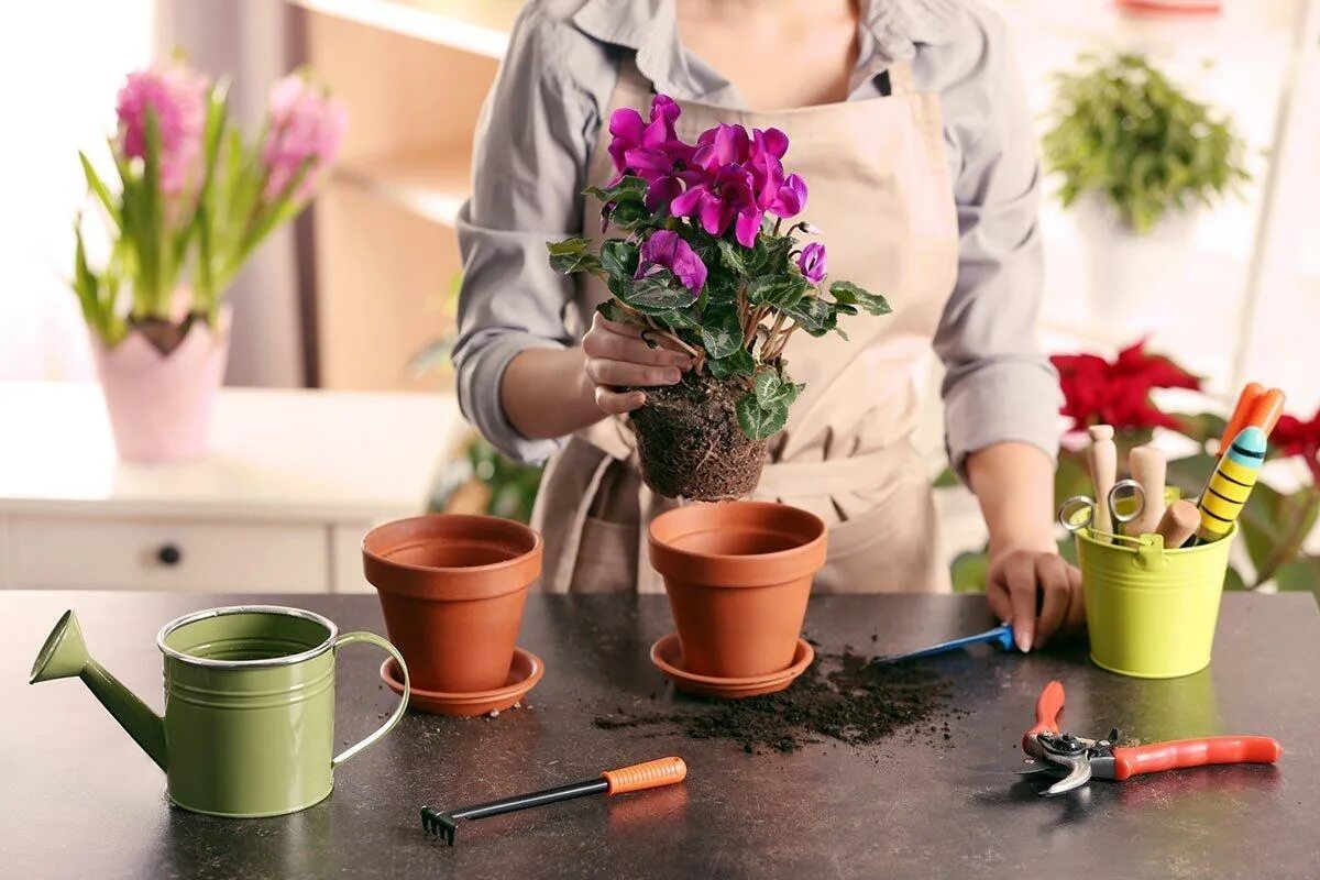 Биоорганическое удобрение для петуний. Чем подкормить комнатные цветы весной. Чем подкормить комнатные цветы весной. Подкармливание комнатных растений. Чем подкормить комнатные растения.